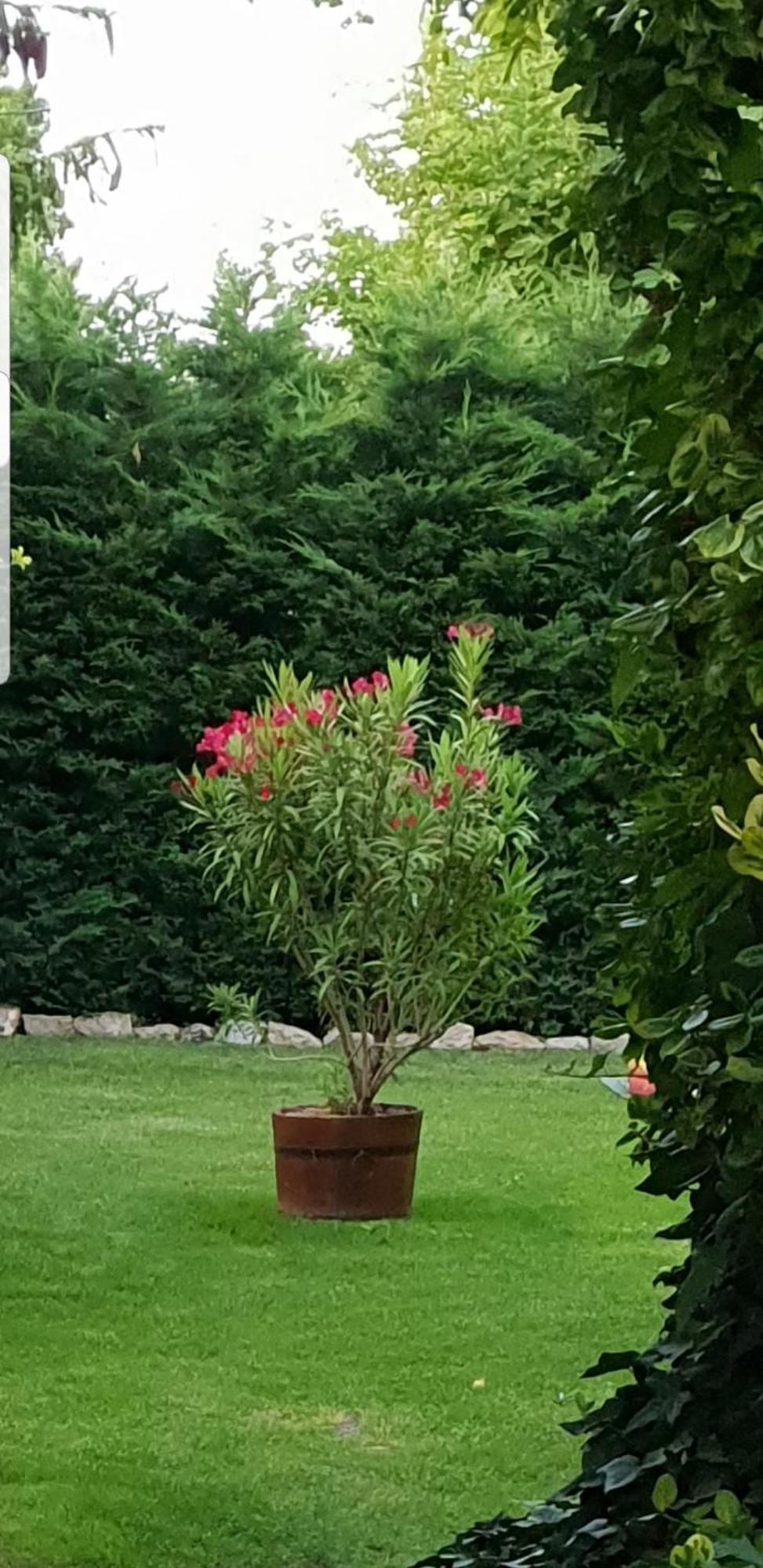 Fuered Deluxe Garden Apartment بالاتونفوريد المظهر الخارجي الصورة